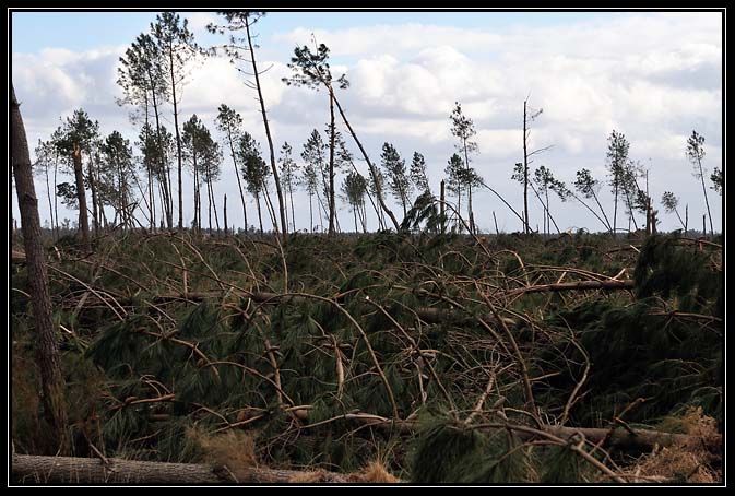 Tempête Klaus-2009 (2)